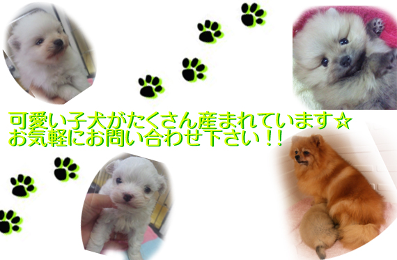 子犬情報