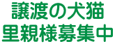   札幌ペットショップ ペットハウスパウ 里親譲渡犬猫
  