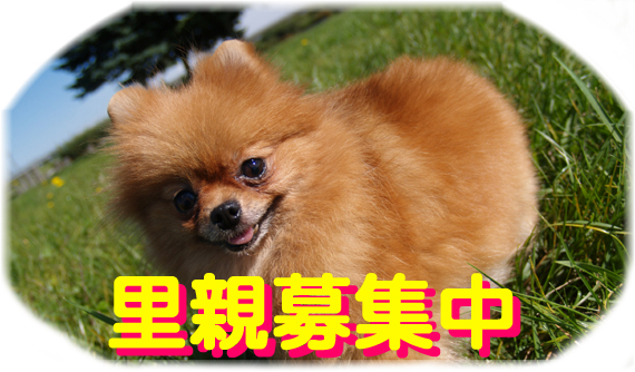  札幌 ペットショップ トリミング ペットハウスパウは譲渡のワンちゃんネコちゃんの里親を募集しております